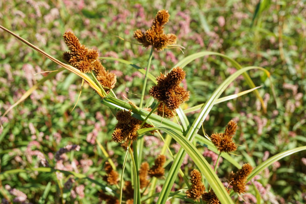 clustered flatsedge