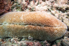 Ctenactis crassa
