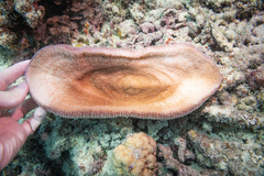 Ctenactis crassa