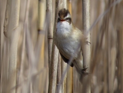 Acrocephalus melanopogon