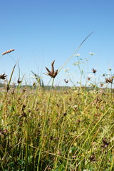 Bolboschoenus planiculmis