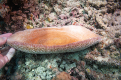 Ctenactis crassa