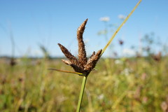 Bolboschoenus planiculmis