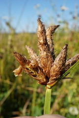 Bolboschoenus planiculmis