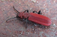 Cucujus cinnaberinus