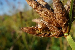 Bolboschoenus planiculmis