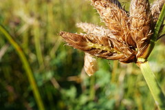 Bolboschoenus planiculmis