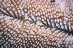 Ctenactis crassa