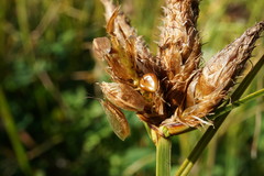 Bolboschoenus planiculmis