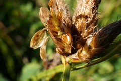 Bolboschoenus planiculmis