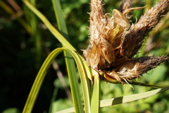 Bolboschoenus planiculmis