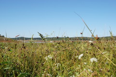 Bolboschoenus planiculmis
