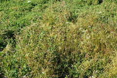 Bolboschoenus planiculmis