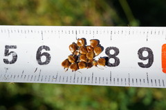 Bolboschoenus planiculmis