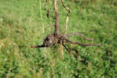 Bolboschoenus planiculmis