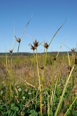 Bolboschoenus planiculmis