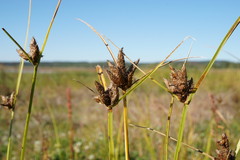 Bolboschoenus planiculmis