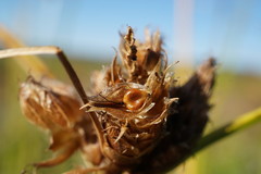 Bolboschoenus planiculmis
