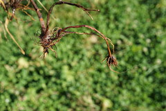 Bolboschoenus planiculmis