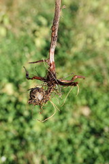 Bolboschoenus planiculmis