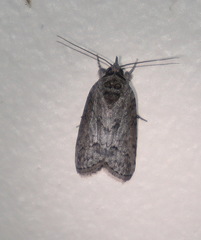 Nycteola polycyma
