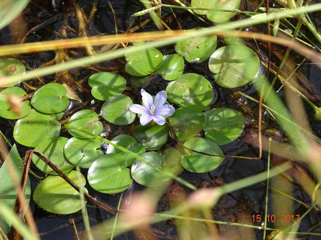 Lirios Acuáticos (género Pontederia) · iNaturalist Ecuador