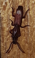 Amorphocephalina