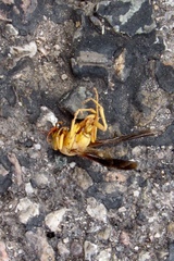 Polistes flavus