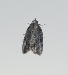 Nycteola polycyma