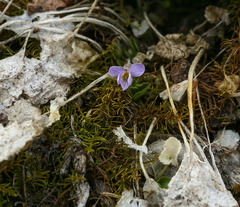 Viola rupestris