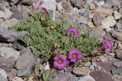 Oxalis squamata