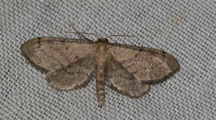 Idaea infirmaria