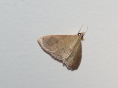 Hyalobathra crenulata