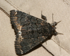 Catephia alchymista