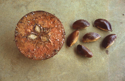 Chrysophyllum lacourtianum