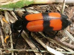 Hycleus tettensis