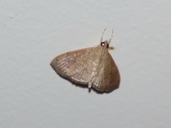 Hyalobathra crenulata