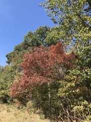 Acer leucoderme