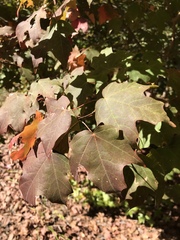 Acer leucoderme
