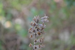 Teucrium flavum