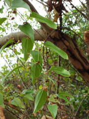 Smilax ocreata