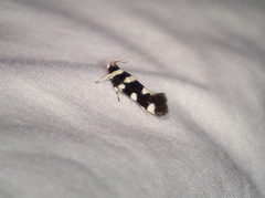 Macrobathra arrectella