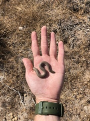 Scelotes montispectus