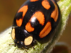 Aiolocaria hexaspilota