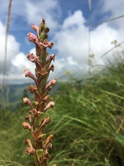 Satyrium neglectum neglectum
