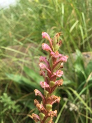 Satyrium neglectum neglectum