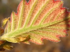 Quercus dentata