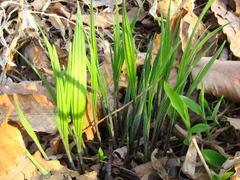 Iris rossii
