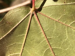 Acer leucoderme