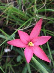 Hesperantha pubinervia